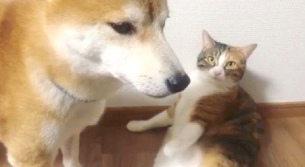同居猫を横目で見る柴犬