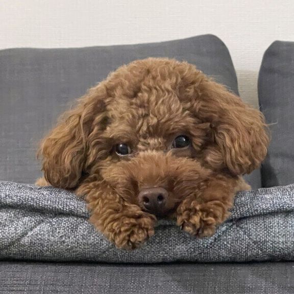 トイ・プードルのオレオくん