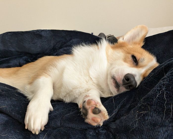 パパさんの横で昼寝をするモルトちゃん