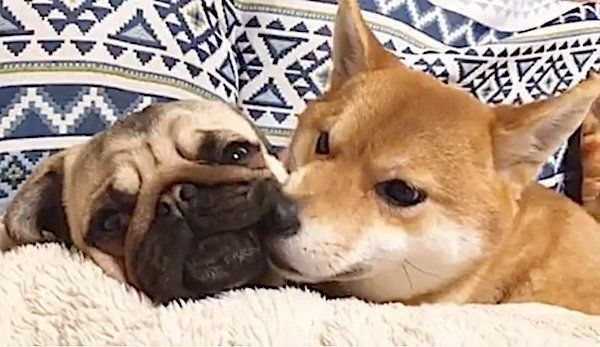 パグに急にデレデレしだす柴犬