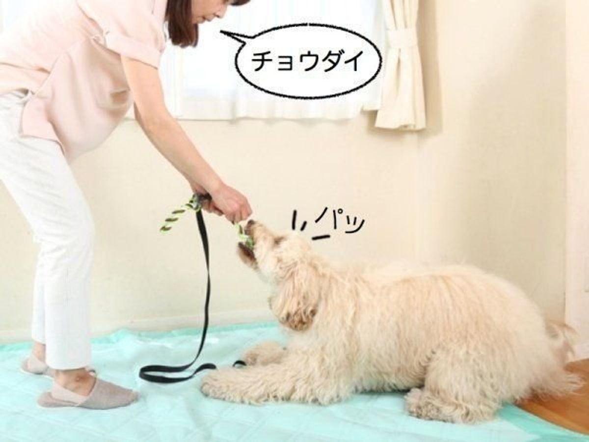 成犬期に起こりがちな犬の困りごとは いぬのきもちweb Magazine 成犬期に起こりがちな犬の困りごとは いぬのきもちweb Magazine
