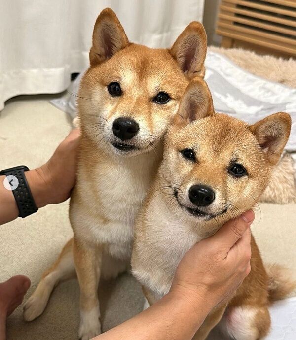 くっつくはなちゃん、まるちゃん