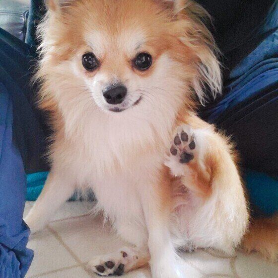 チワワのプリンくん