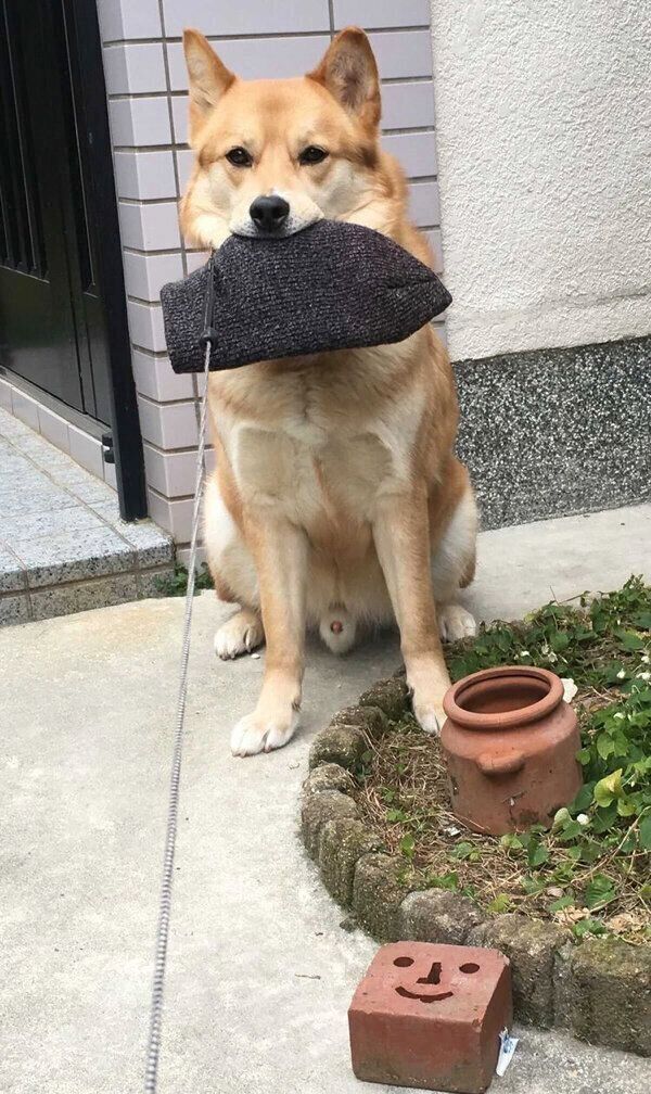 散歩拒否する福くん