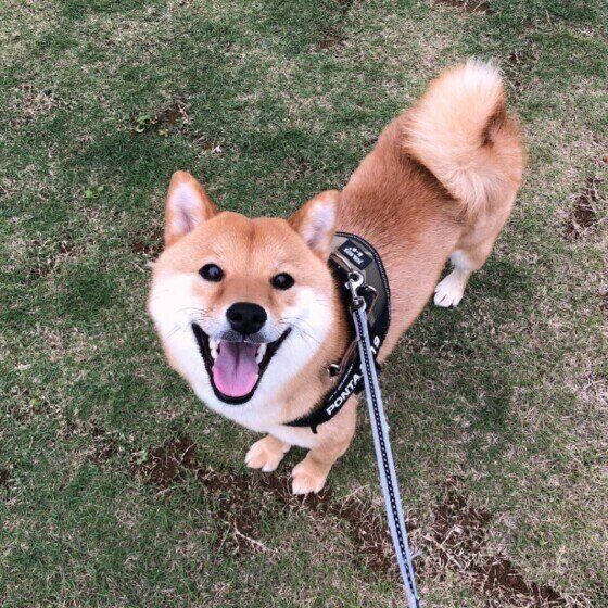 柴のぽんたくん