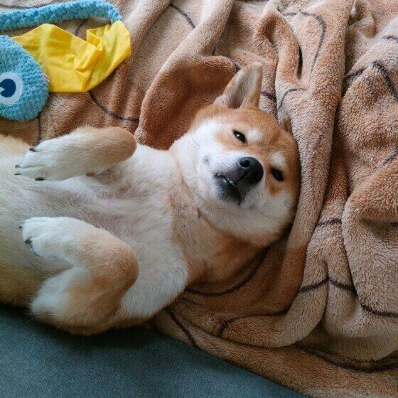 ヘソ天する柴犬