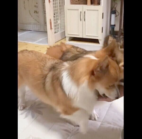 飼い主さんのもとに集まるせこむちゃん、うりちゃん