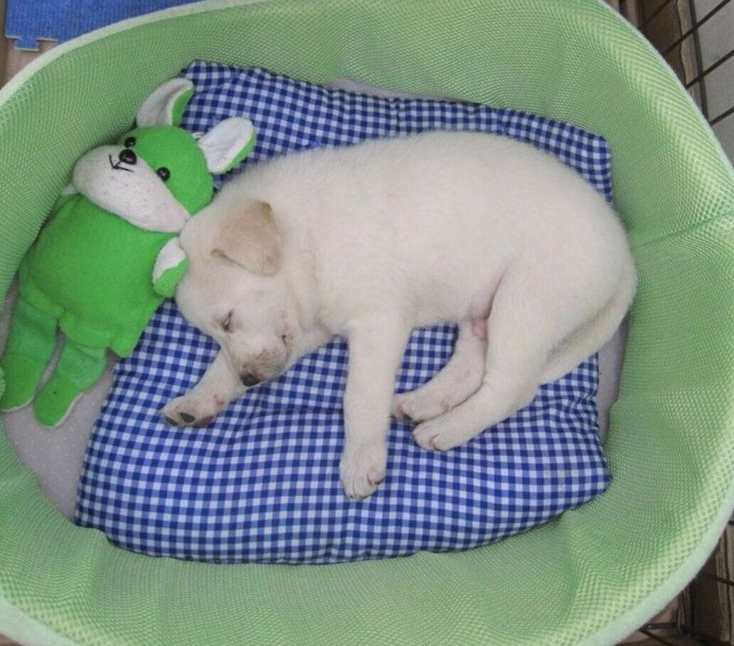 お迎えしたばかりのころのテラゾーくん