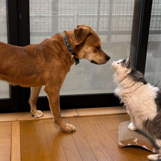 犬と猫はごはんの食べ方が違う? 犬と猫の食にまつわる習性の違いを獣医師に聞いた いぬのきもち