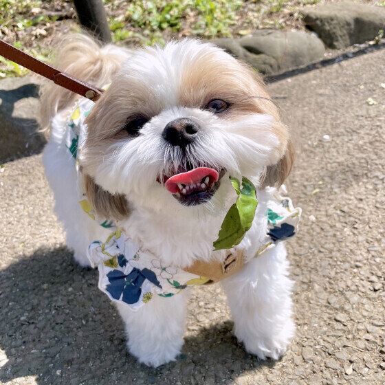 シー・ズーのぽんずちゃん♪