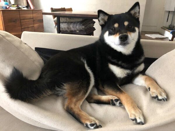 ソファでくつろぐめいちゃん