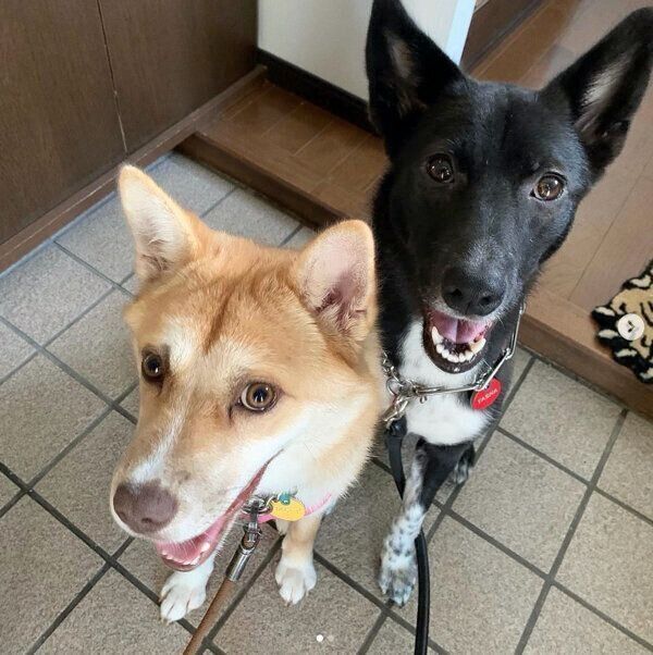 笑顔が可愛いターシャちゃんとハチちゃん