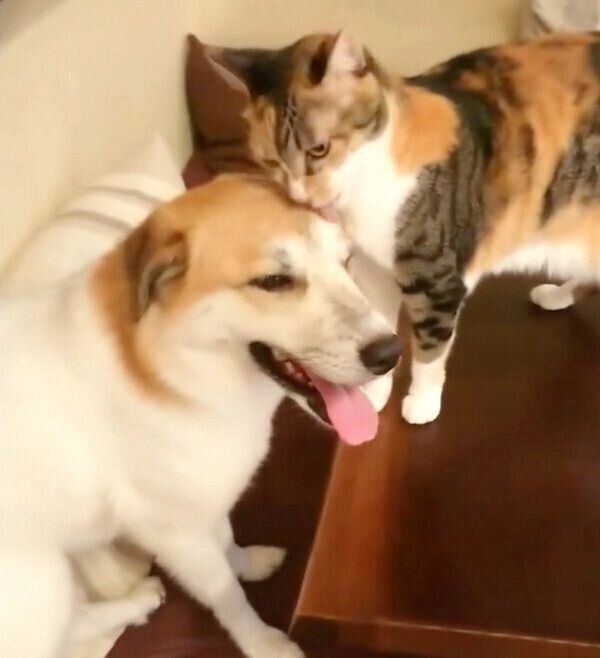 チコちゃんにグルーミングしてもらうコロちゃん