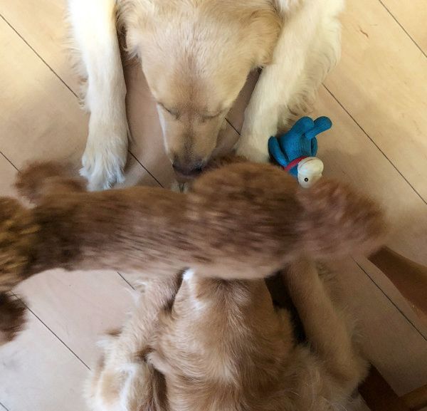 見つめ合うゴールデン・レトリーバー