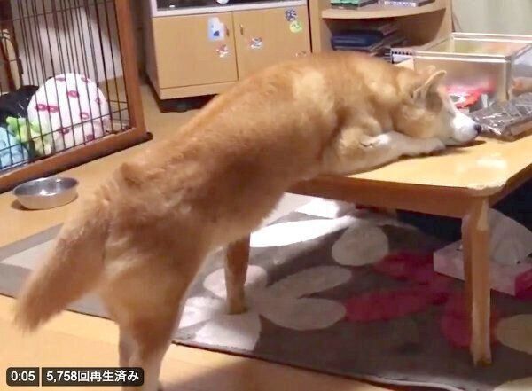 不思議な体勢で眠るロペさん