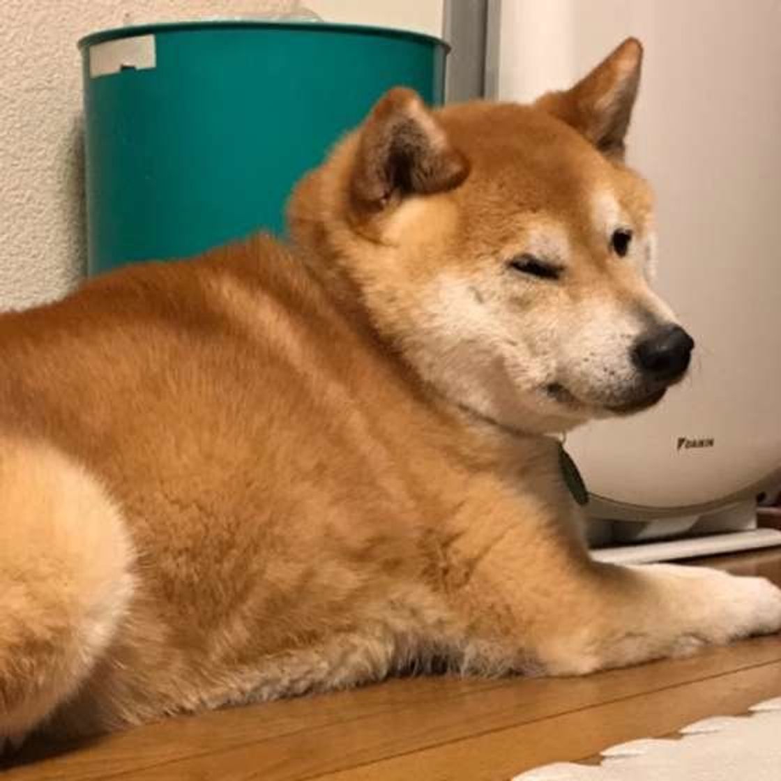 犬が飼い主さんのオナラをくんくん わざわざニオイを嗅ぐ理由 いぬのきもちweb Magazine 犬が飼い主さんのオナラをくんくん わざわざニオイを嗅ぐ理由 いぬのきもちweb Magazine