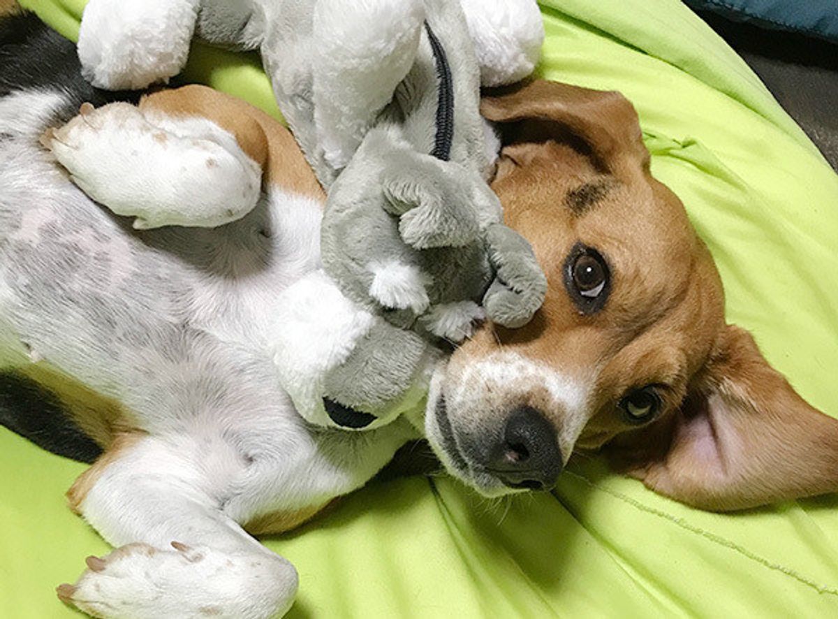 先代犬に申し訳ない 新しい犬を飼うことに葛藤する人に読んでほしい体験談 いぬのきもちweb Magazine 先代犬に申し訳ない 新しい犬を飼うことに葛藤する人に読んでほしい体験談 いぬのきもちweb Magazine