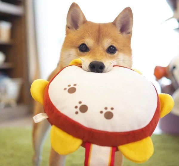 おもちゃをくわえる豆柴