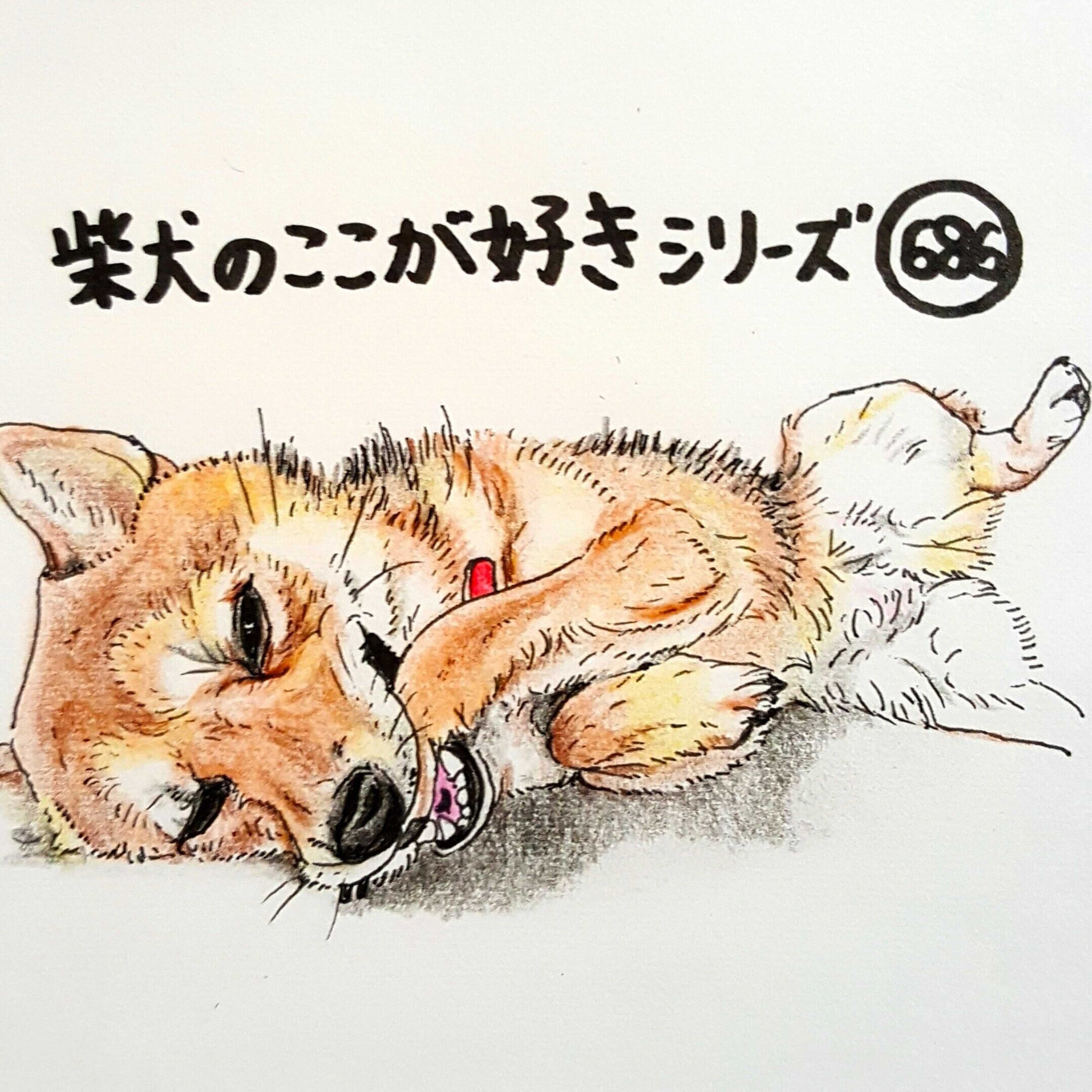柴犬あるある 自分の前足をハムハム 連載 ここ掘れここ柴 Vol 86 いぬのきもちweb Magazine 柴犬あるある 自分の前足をハムハム 連載 ここ掘れここ柴 Vol 86 いぬのきもちweb Magazine