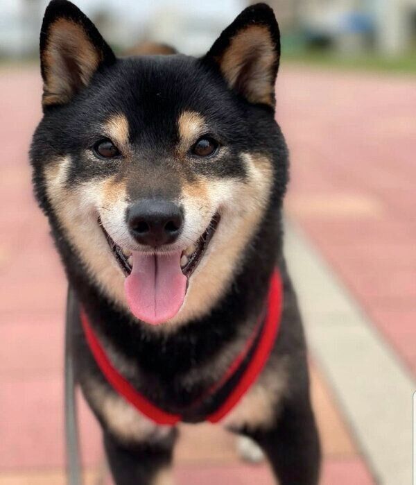 笑顔のくま吉くん