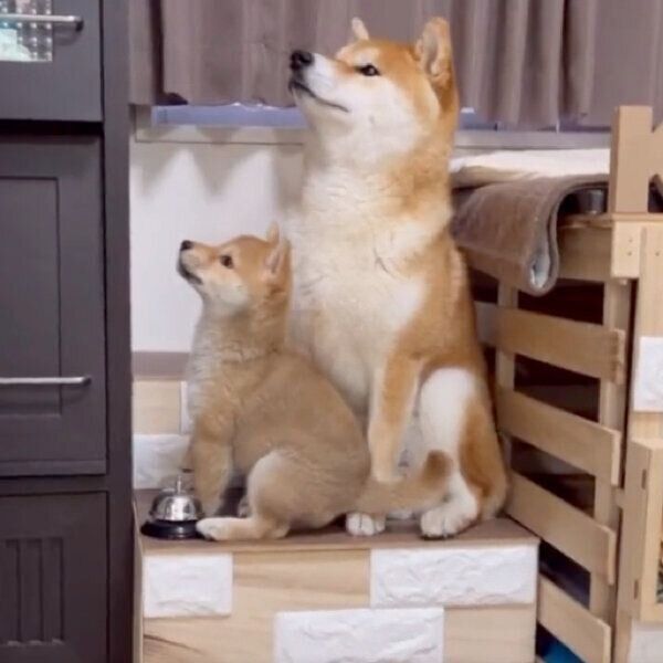 おやつを待つこむぎくんとわらびちゃん