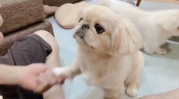 おやつタイムのペキニーズ