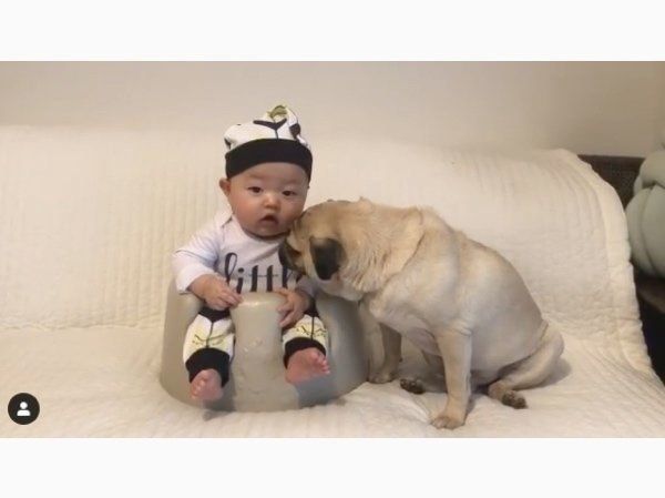 パグのおまめちゃんと赤ちゃん