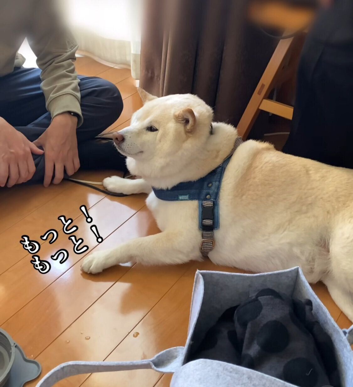 ナデナデを要求するごん太くん