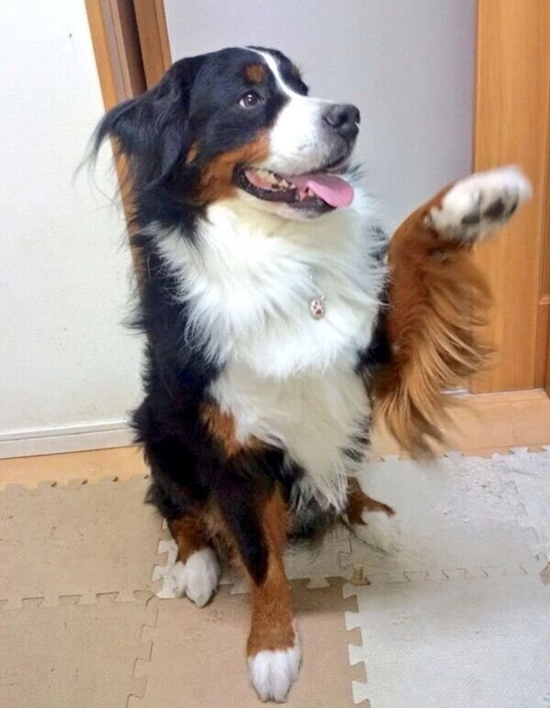 あどけない表情のバーニーズの子犬 2才になったらどうなる 成長した姿にほっこり いぬのきもちweb Magazine あどけない表情のバーニーズの子犬 2才になったらどうなる 成長した姿にほっこり いぬのきもちweb Magazine