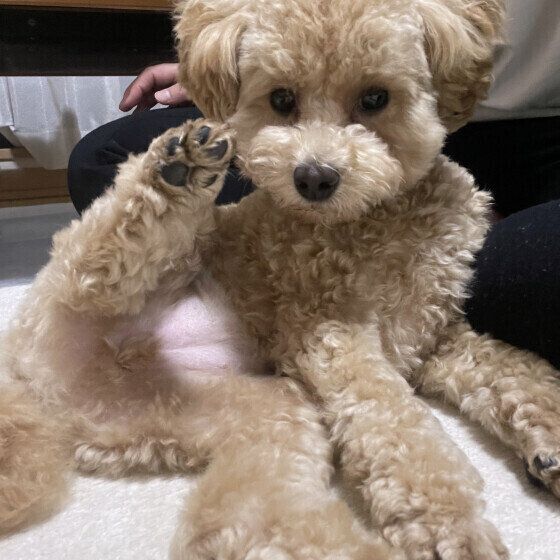 変なポーズをするトイ・プードル