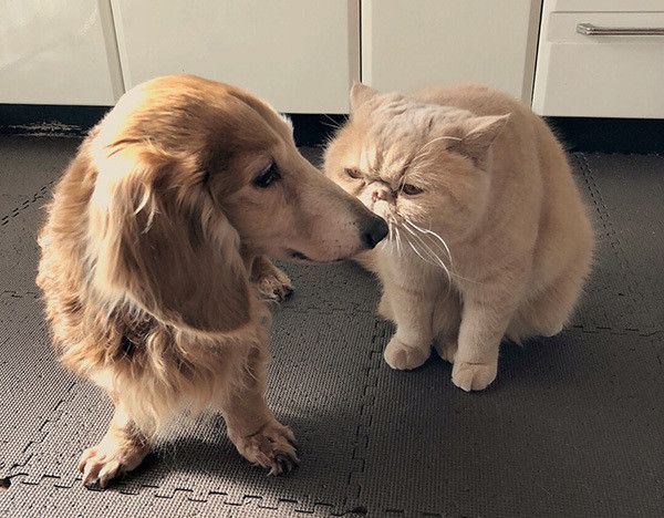 ミニチュア・ダックスフンドとエキゾチックショートヘアー