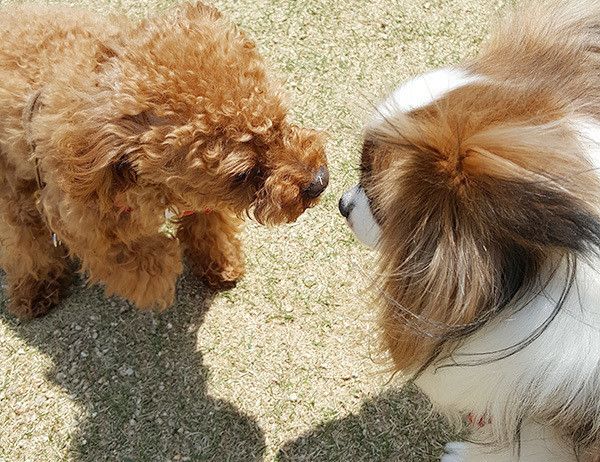 見つめるトイ・プードルとパピヨン