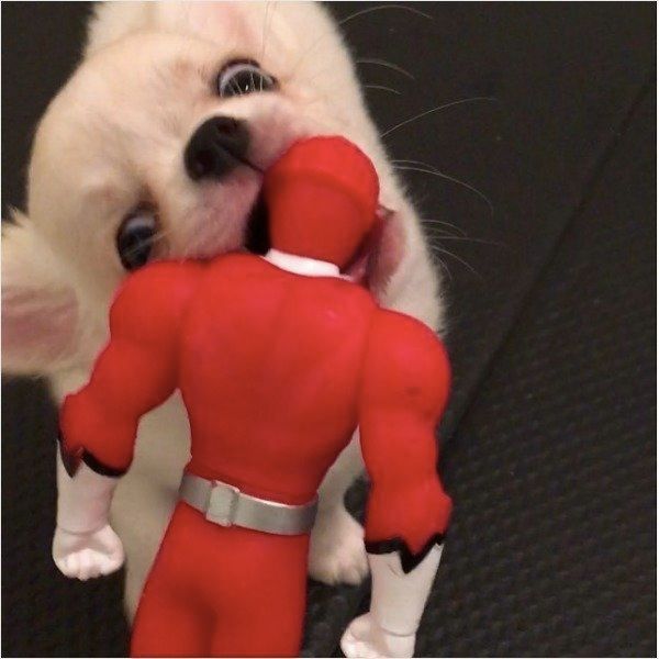 人形とじゃれるチワワ