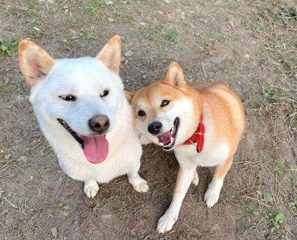 寄り添うQ太郎くんとみかんちゃん