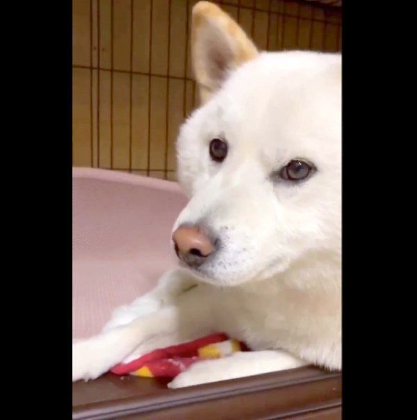 悲しげなお顔のQ太郎くん