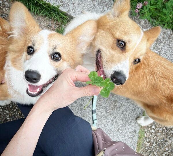 仲良しなモカちゃんとトワちゃん