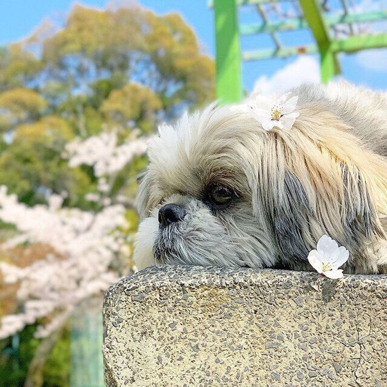 平等な世界 連載 シーズー犬のてんぽ 第52回 いぬのきもちweb Magazine 平等な世界 連載 シーズー犬のてんぽ 第52回 いぬのきもちweb Magazine