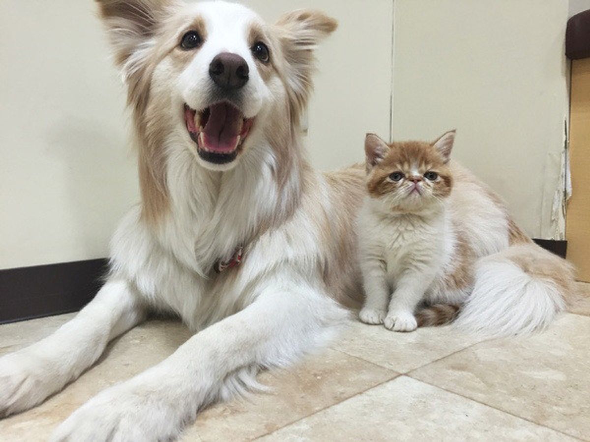 長年の議論 犬と猫はどちらが賢い がついに決着 しかし飼い主さんから反論の声が いぬのきもちweb Magazine 長年の議論 犬と猫はどちらが賢い がついに決着 しかし飼い主さんから反論の声が いぬのきもちweb Magazine