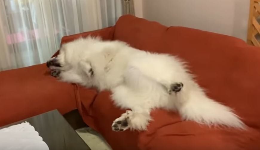 グレートピレニーズ