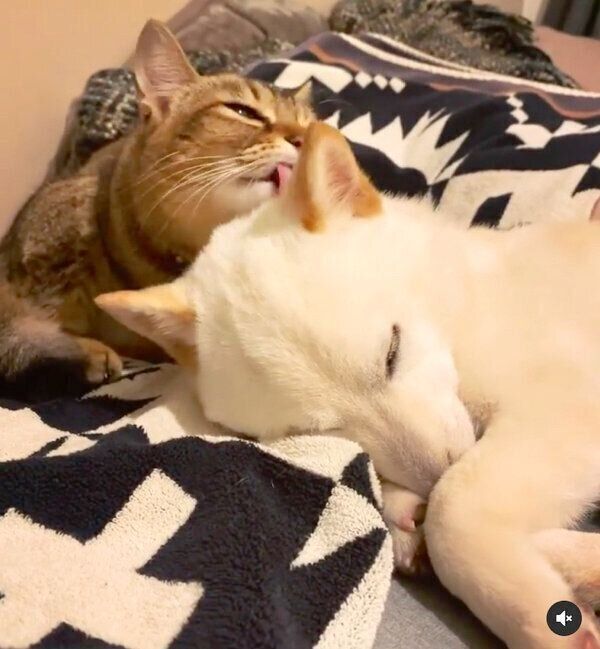 先代猫・柚子ちゃんと麦くん