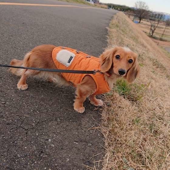 お散歩中のミニチュア・ダックスフンド