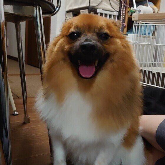 むぎ  ポメラニアン　耳ペタ