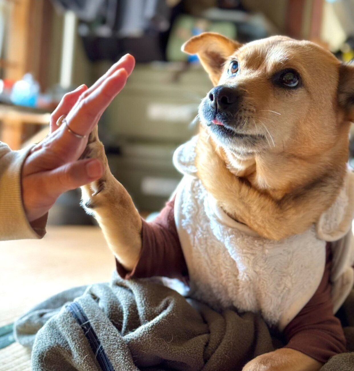 タッチをするボビちゃん