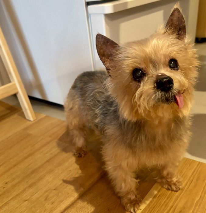 「あげちゃん、ビジュアル大爆発」と飼い主さん。