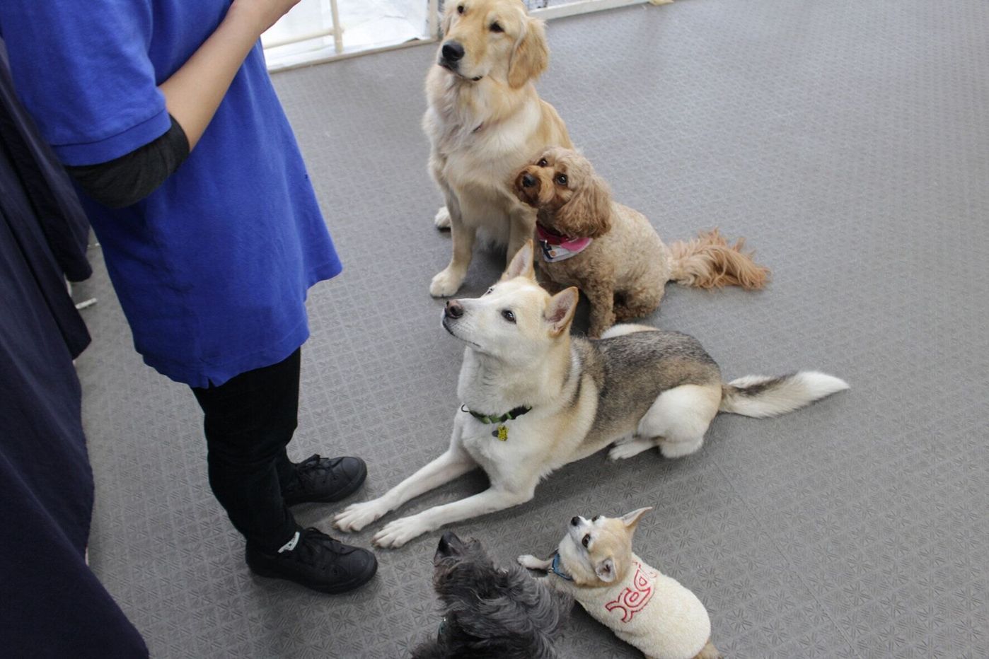 No Dog No Life 犬が私の人生を変えた 連載 西川文二の 犬ってホントは Vol 100 いぬのきもちweb Magazine No Dog No Life 犬が私の人生を変えた 連載 西川文二の 犬ってホントは Vol 100 いぬのきもちweb Magazine