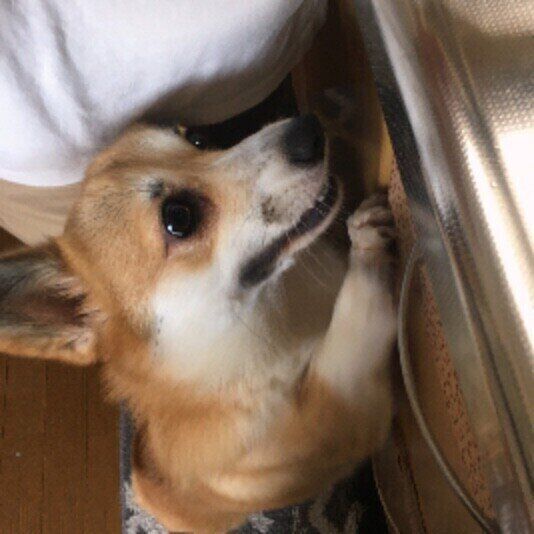 料理が気になるウェルシュ・コーギー・ペンブローク