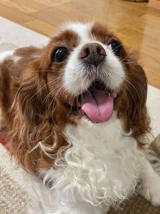 ご機嫌な犬