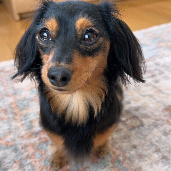 ミニチュア・ダックスフンドのチョコちゃん