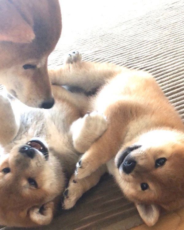 じゃれ合う桃亜くん・アキくんと、見守る桃ちゃん