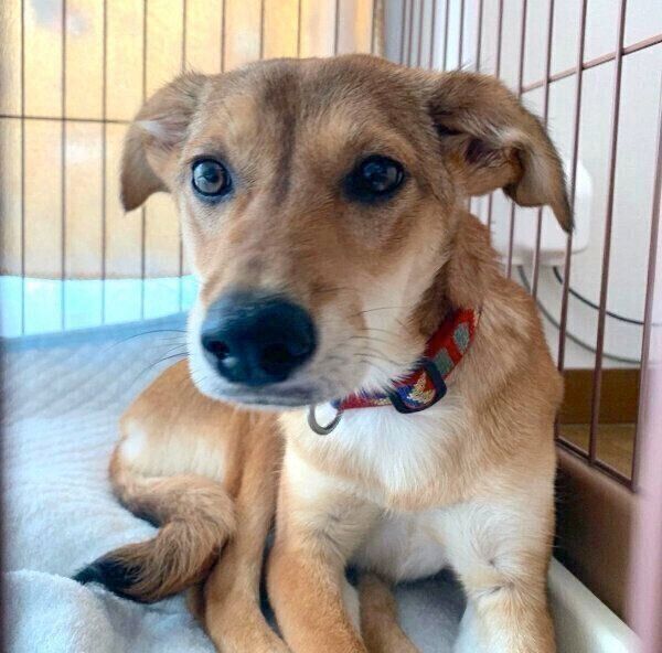 見つめる華ちゃん